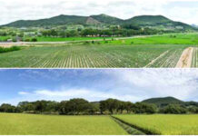 200년 이상 마을 보호 ‘고창 삼태마을숲’…천연기념물 지정 예고