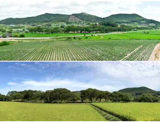 200년 이상 마을 보호 ‘고창 삼태마을숲’…천연기념물 지정 예고